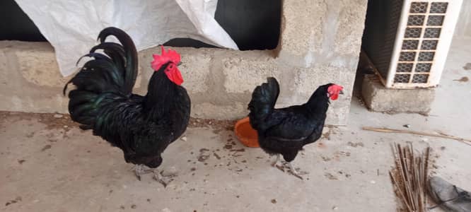 heritage Male & Commercial Female for Sale