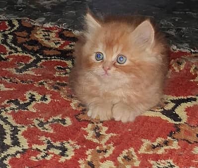 sell kitten
