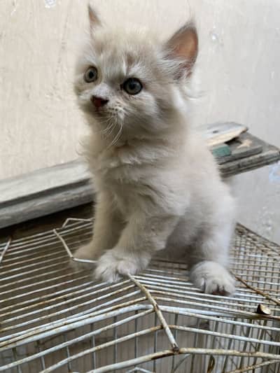 Kitten for sale