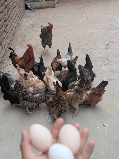 Eggs (03444608899
