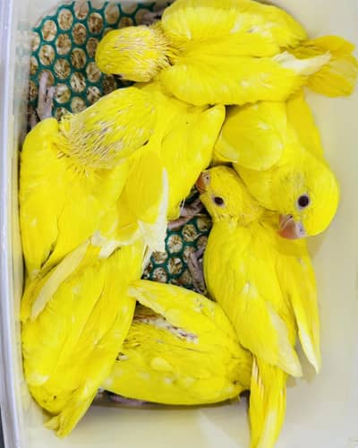 Yellow Ringneck Full Covered Chicks