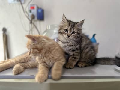 Persian kittens