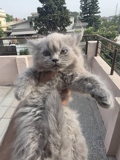 Persian Kitten White and Grey