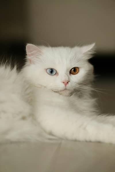 Persian Cat