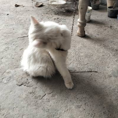 triple coated female