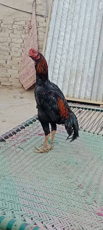 Murgar for sale