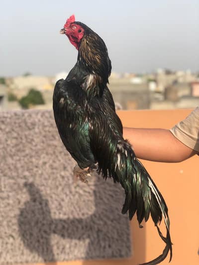 Aseel Mushka Pair