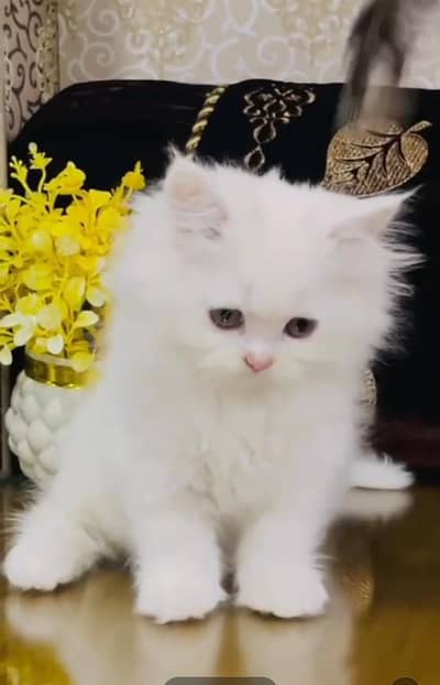 Persian cat triple kot,for sale,my WhatsApp 03481292582