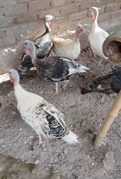 White Black Golden Pair