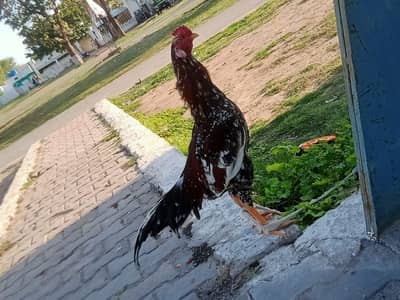 aseel murga for RS. 25000 and chickens 5000 each2