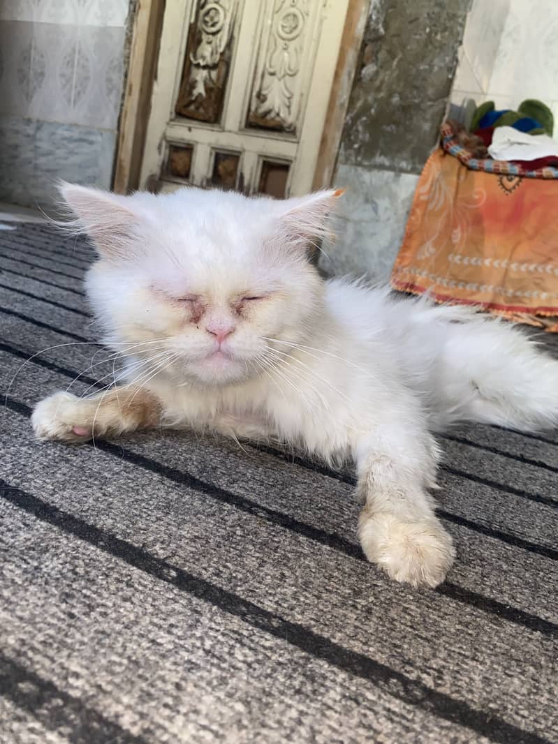 پرشین سنو 2