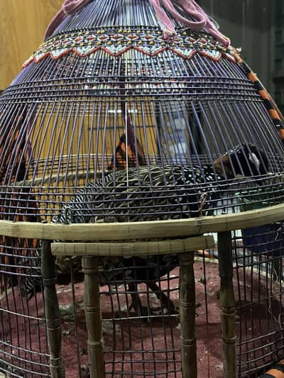 Black titars good condition