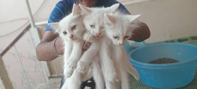 3 kittens double coated and one adult female for sale