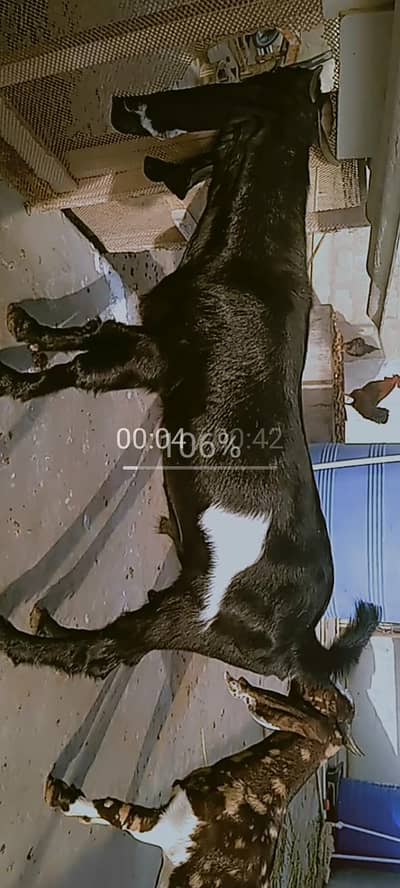 breeder bakra