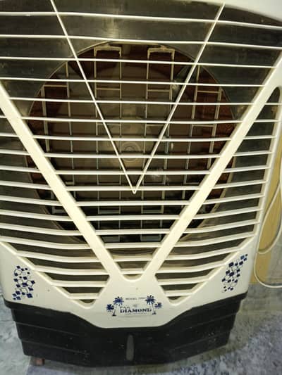 silver gold fully active and healthy bird
