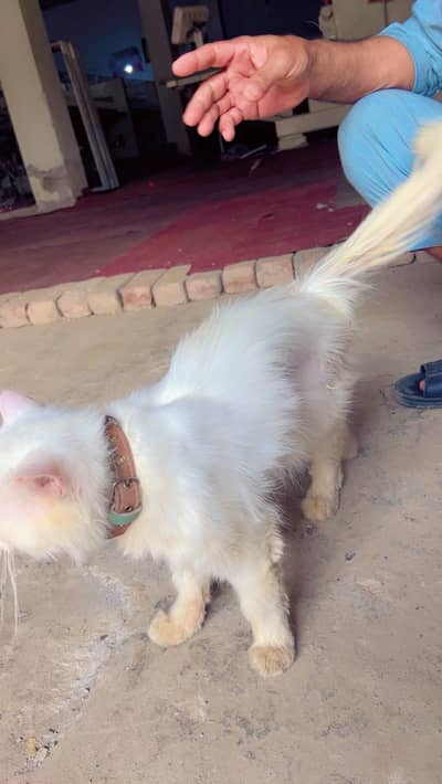 Persian cat male
