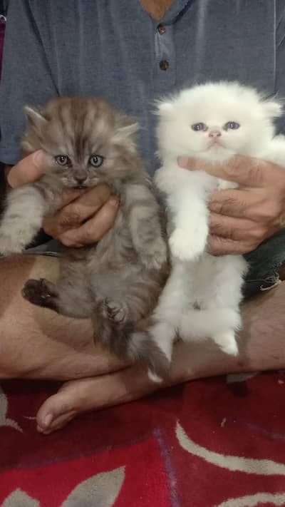 Persian kittens for sale 