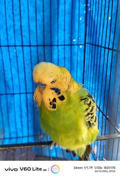 Exhibition Budgie Pair with lace Wing female for sale