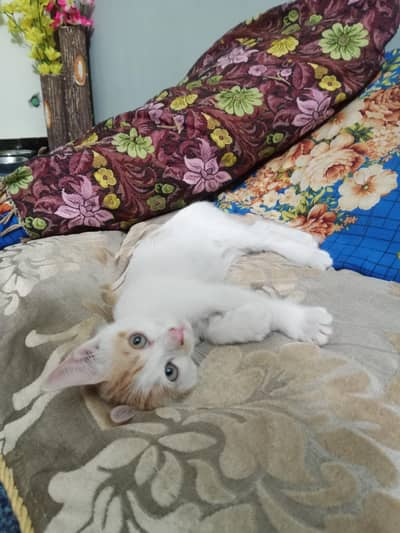 Turkish mixed breed Kitten