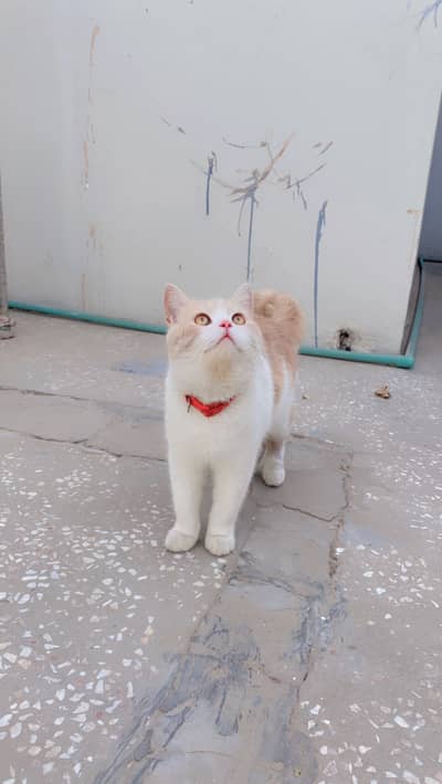 Healthy and beautiful cat available