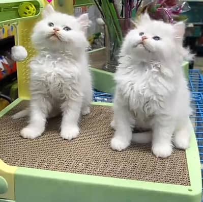 Persian cat triple kot,for sale,my WhatsApp 03481292582