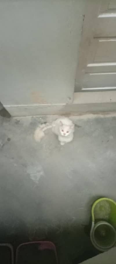 male cat (Puffy) needs loving family