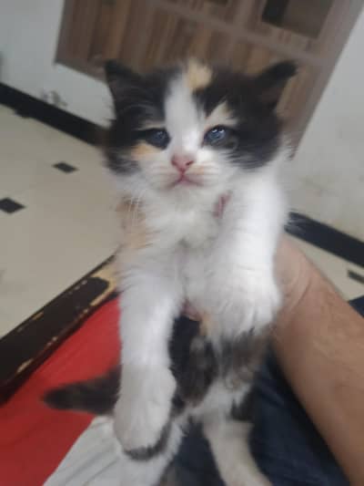 persian kittens
