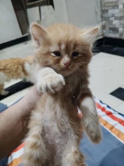 persian kittens