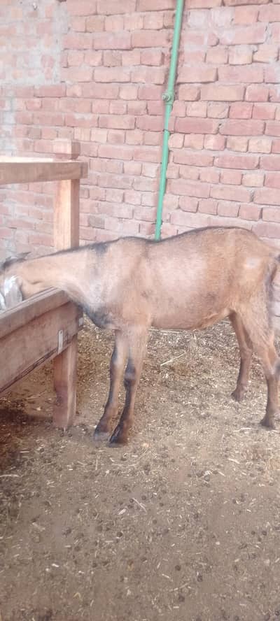 Desi bakra for sale