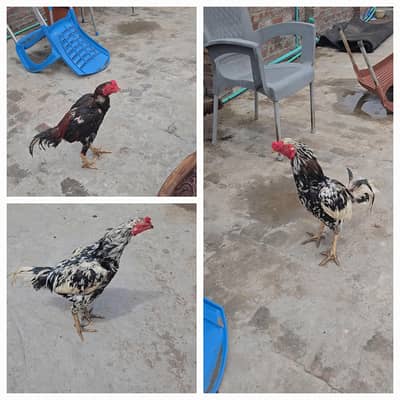 3 Aseel Male Hens