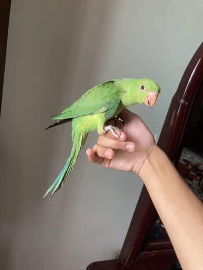 Green tame parrot