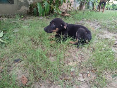 Doberman puppies for sale male/female 3.5 month old