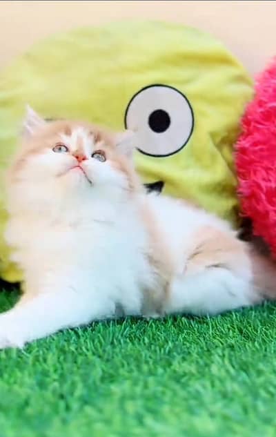 Persian cat triple kot,for sale,my WhatsApp 03481292582