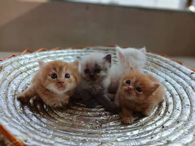 persian blue eyed kittens triple coated