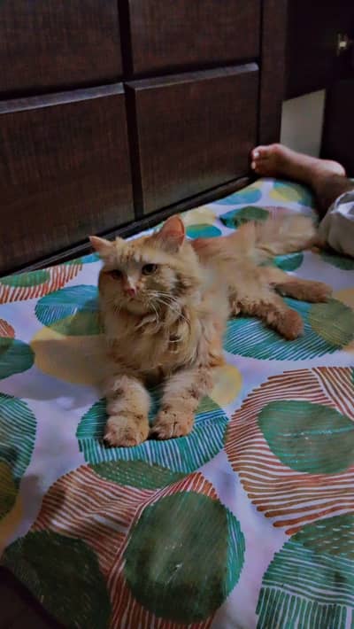 Long coated vaccinated beautiful Persian cat brown colour and no nails