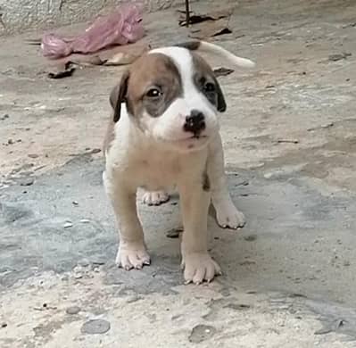 bully gultair male puppy