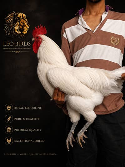 heritage Australorp pair | white australorp | black australorp