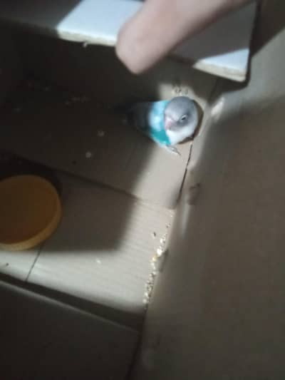 loving bird blue colour single