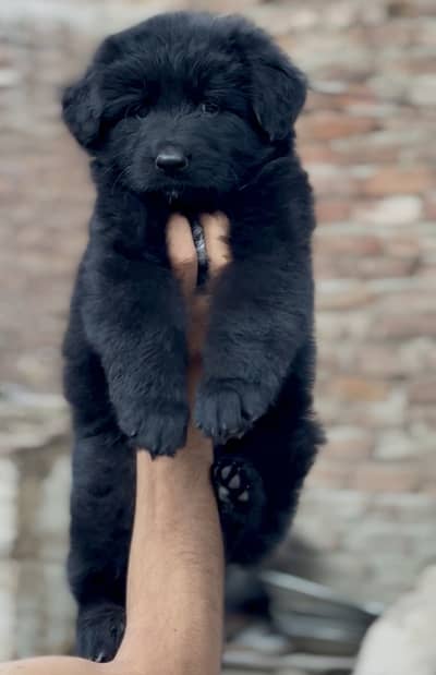 Imported Black German shepherd pink pedigree puppies
