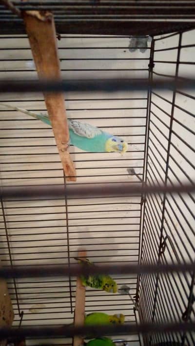 Australian parrot 4 pic