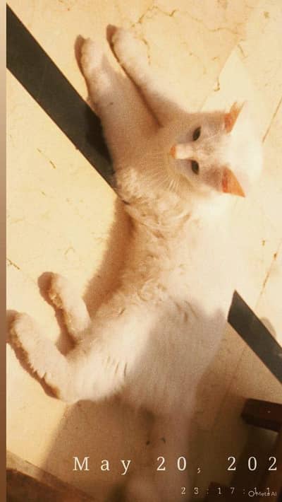 Cat For Sale