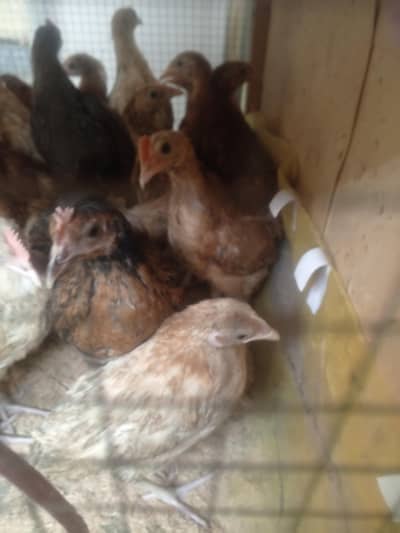 Golden Misri Chicks 70 Days Old – Healthy & Active