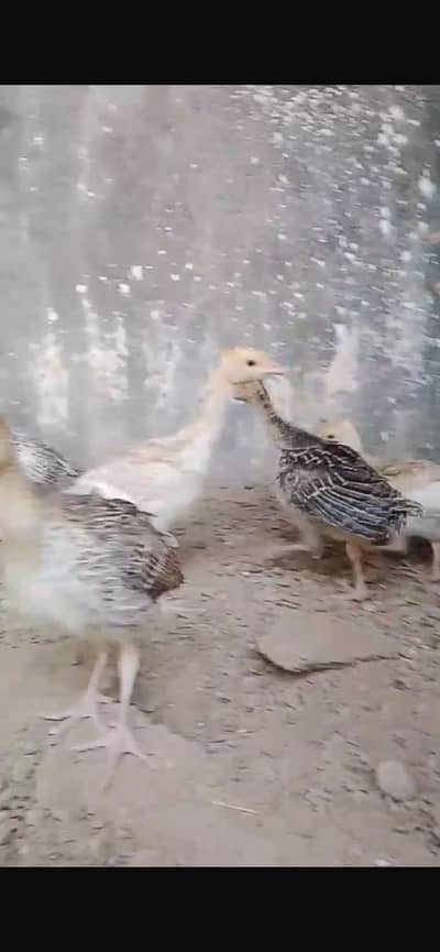 Turkey Hens chicks for sale
