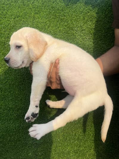 Labrador Pedigree Vaccinated Puppies
