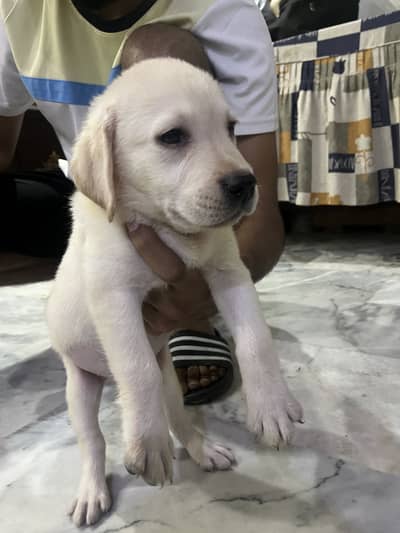 Labrador Pedigree Vaccinated Puppies