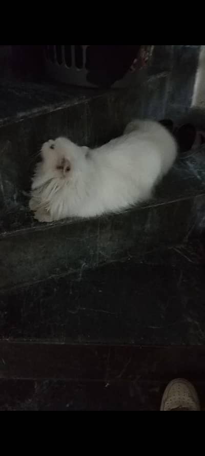 Persian cat available for adoption