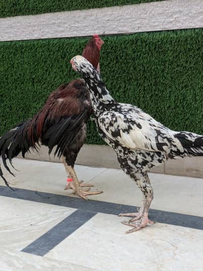 Aseel pair for sale