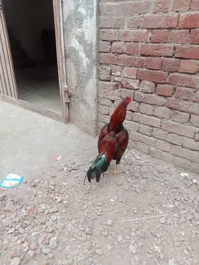 mianwali aseel