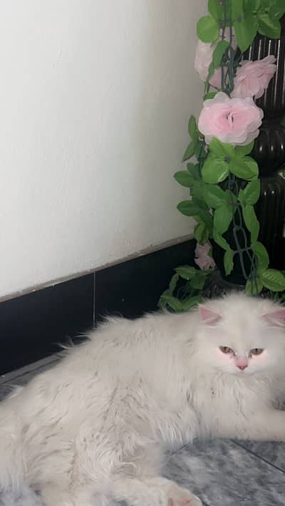 Cat for sale