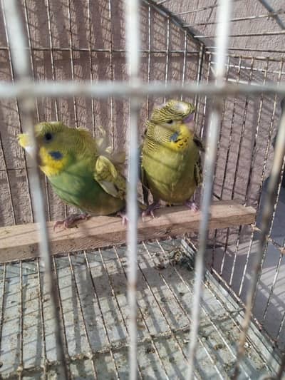 Home breed budgies and,Hogoromo pair,Hand tamed Cocataiil
